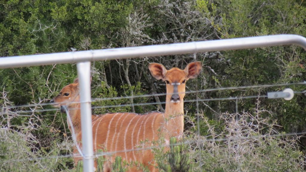 Kudu Ridge Game Lodge Addo Exteriér fotografie