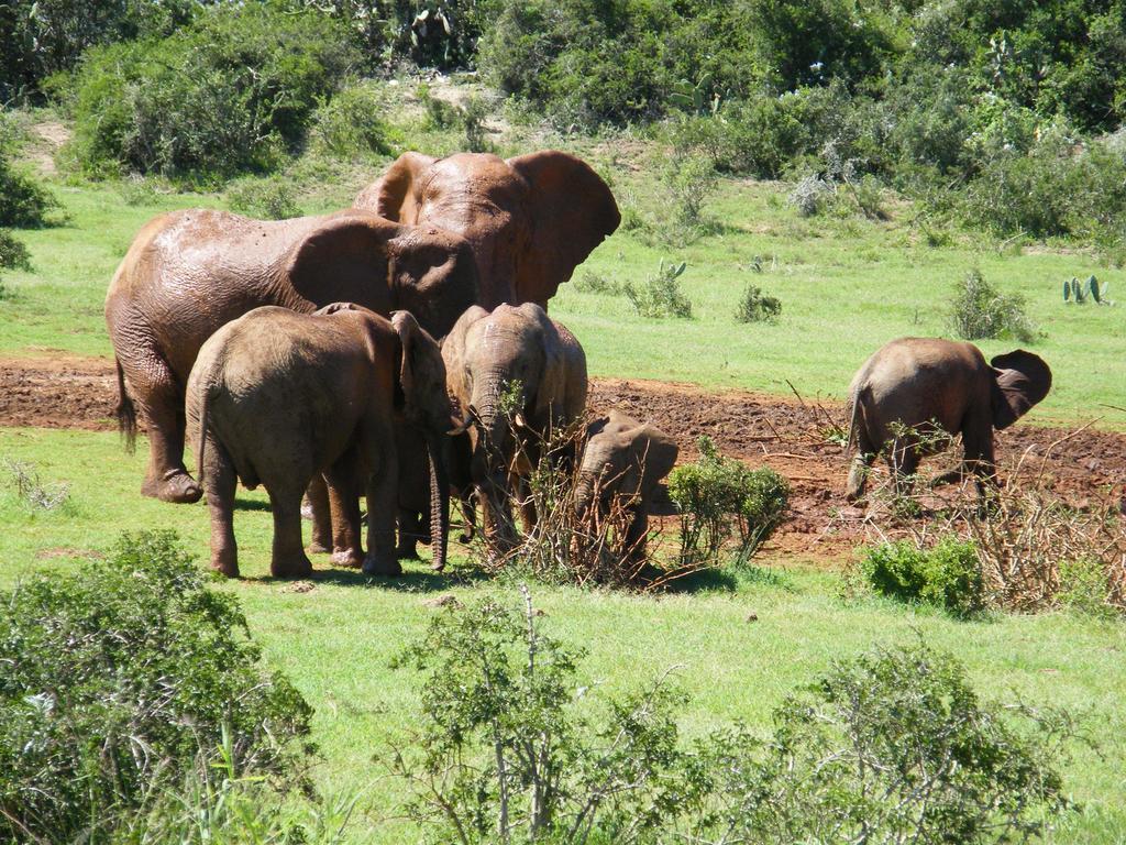 Kudu Ridge Game Lodge Addo Exteriér fotografie