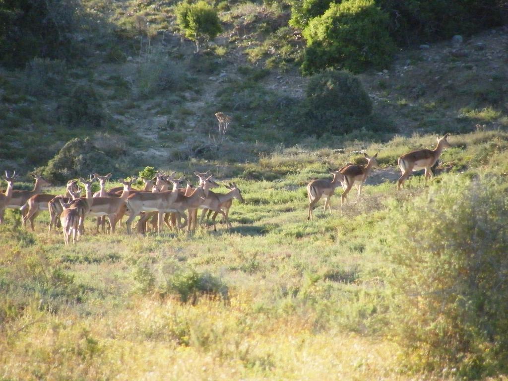 Kudu Ridge Game Lodge Addo Exteriér fotografie