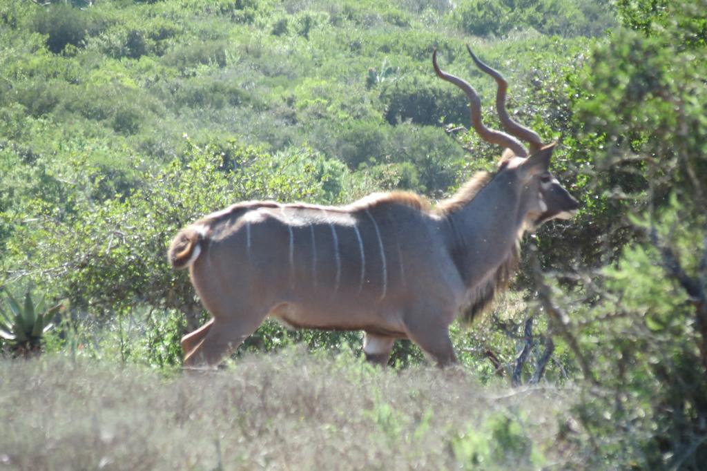 Kudu Ridge Game Lodge Addo Exteriér fotografie