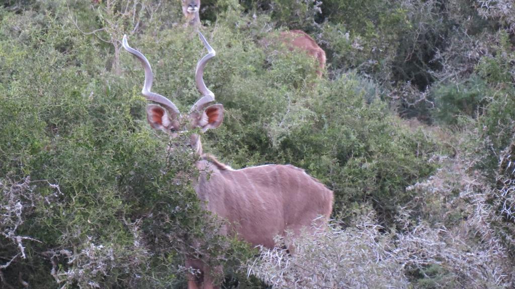 Kudu Ridge Game Lodge Addo Exteriér fotografie