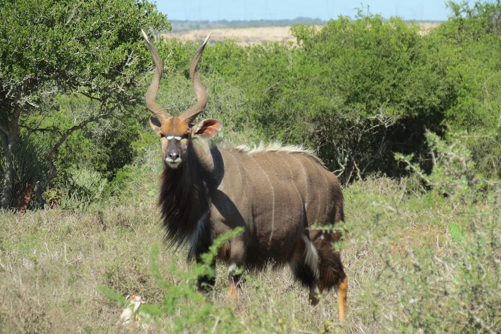 Kudu Ridge Game Lodge Addo Exteriér fotografie