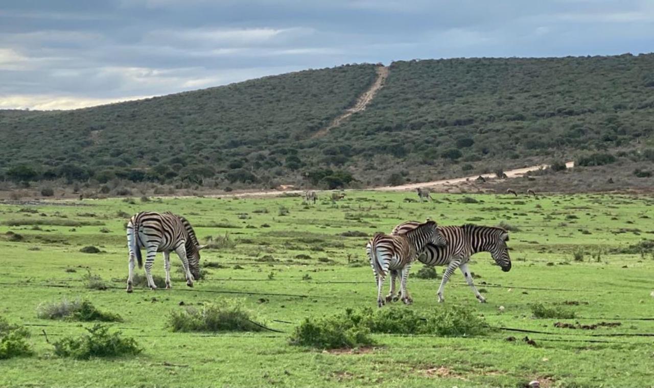 Kudu Ridge Game Lodge Addo Exteriér fotografie