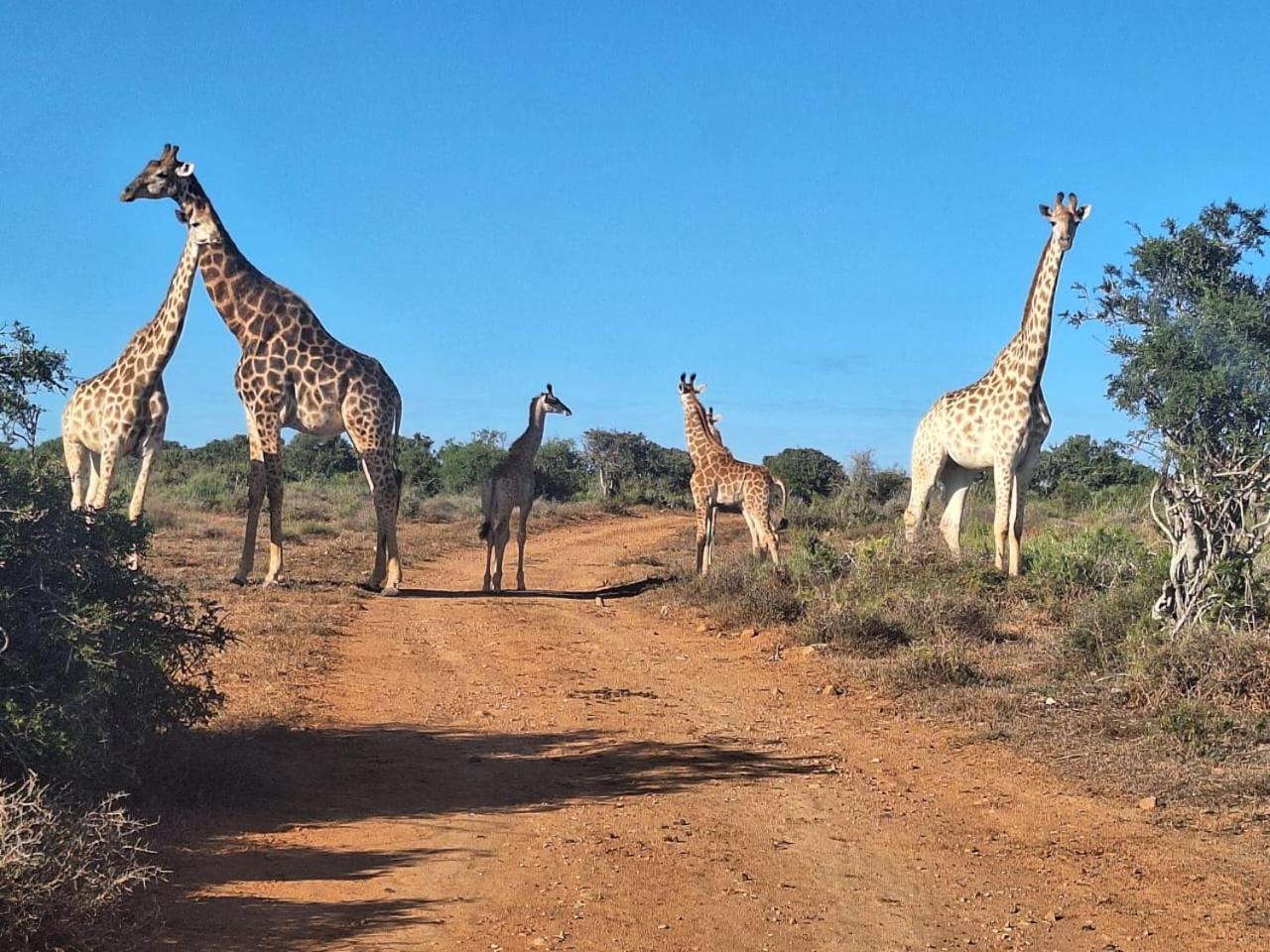 Kudu Ridge Game Lodge Addo Exteriér fotografie