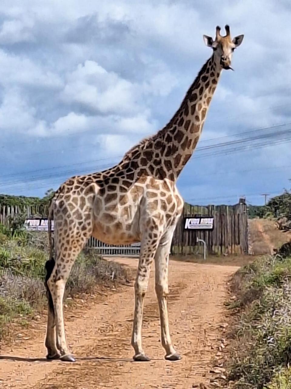 Kudu Ridge Game Lodge Addo Exteriér fotografie