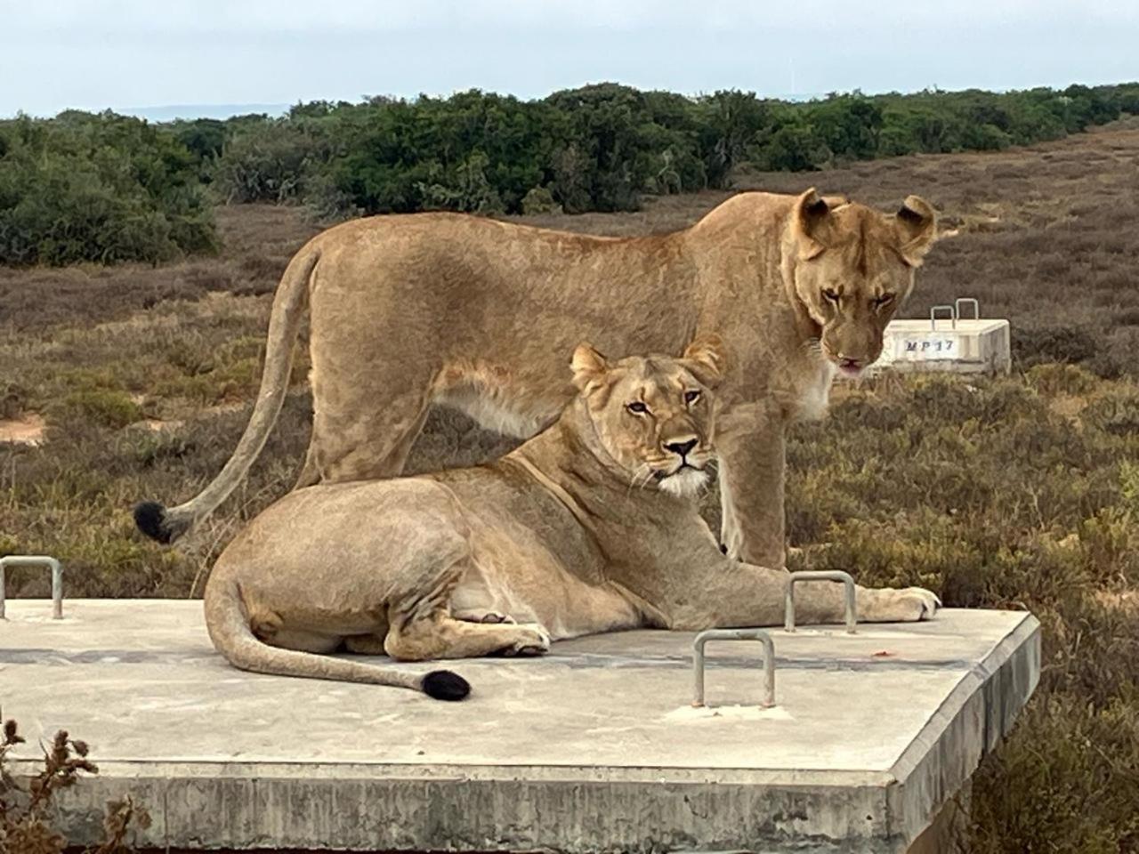 Kudu Ridge Game Lodge Addo Exteriér fotografie