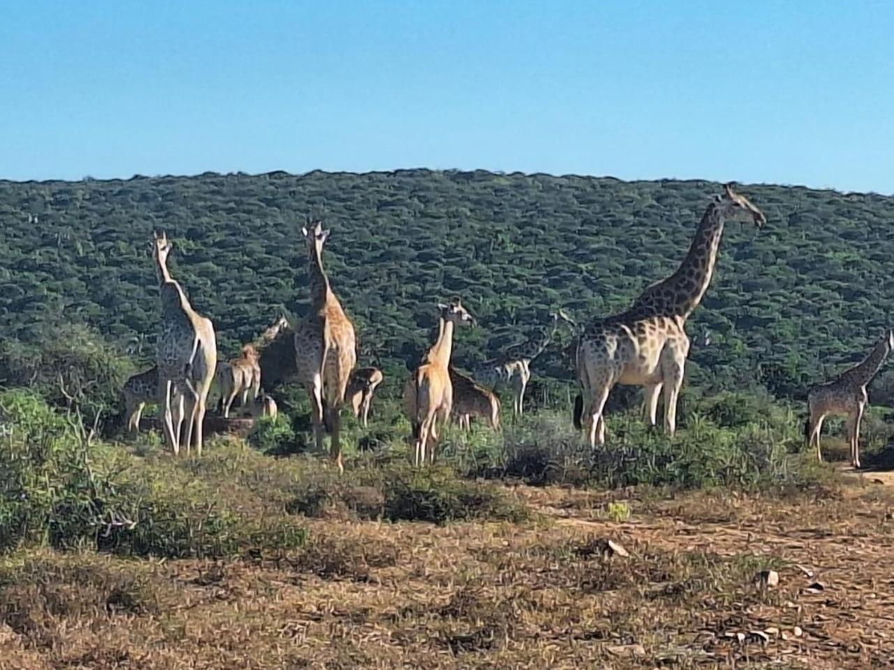 Kudu Ridge Game Lodge Addo Exteriér fotografie