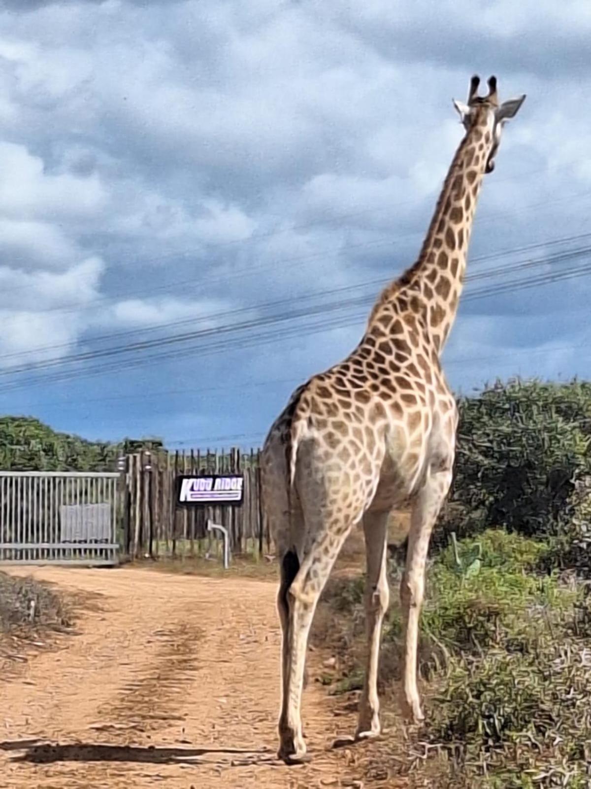 Kudu Ridge Game Lodge Addo Exteriér fotografie