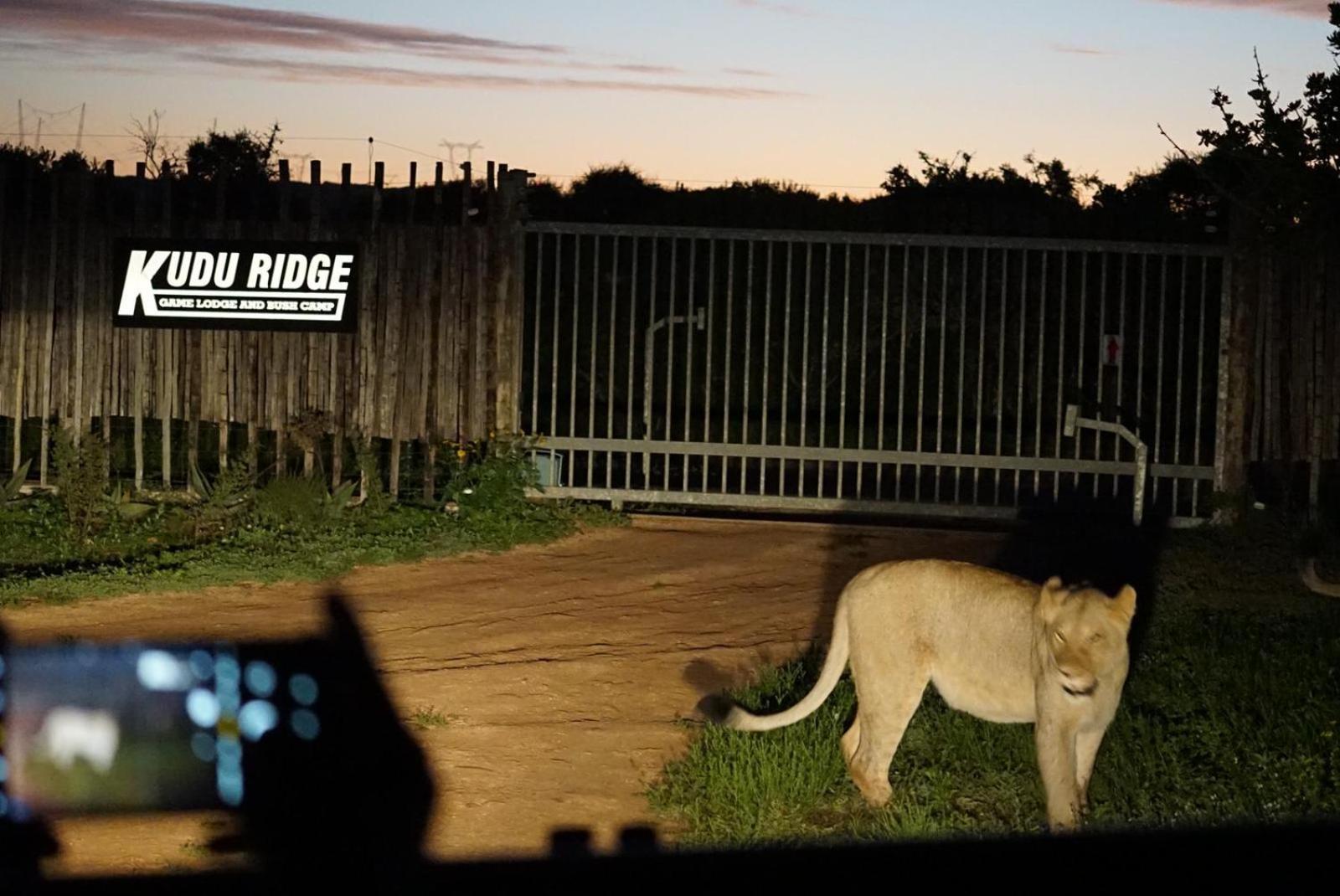 Kudu Ridge Game Lodge Addo Exteriér fotografie