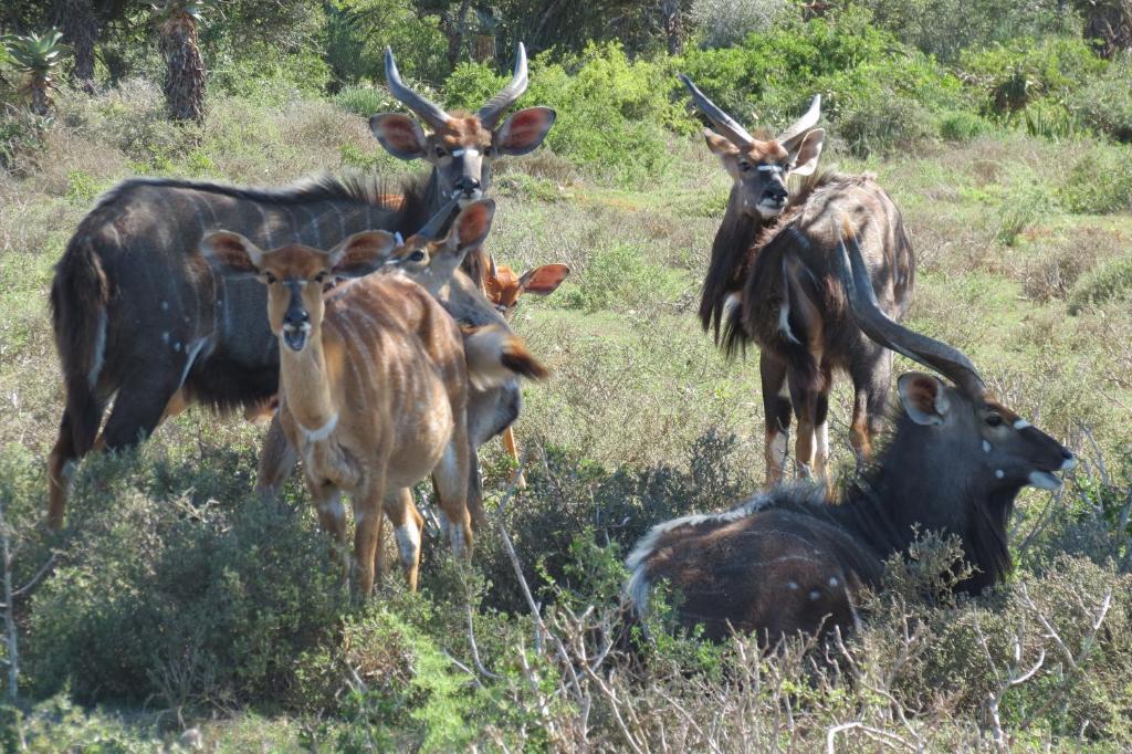 Kudu Ridge Game Lodge Addo Exteriér fotografie