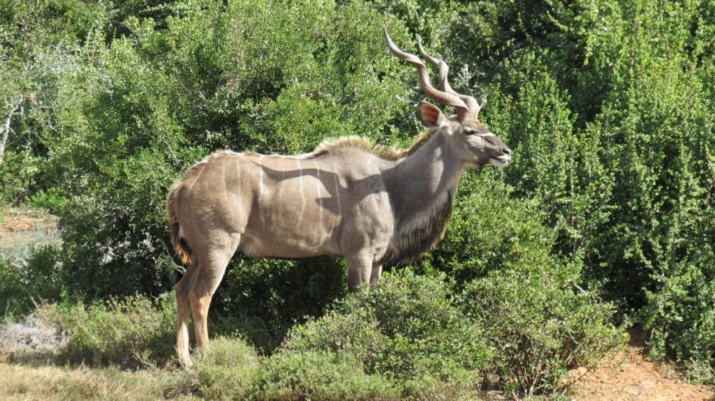 Kudu Ridge Game Lodge Addo Exteriér fotografie