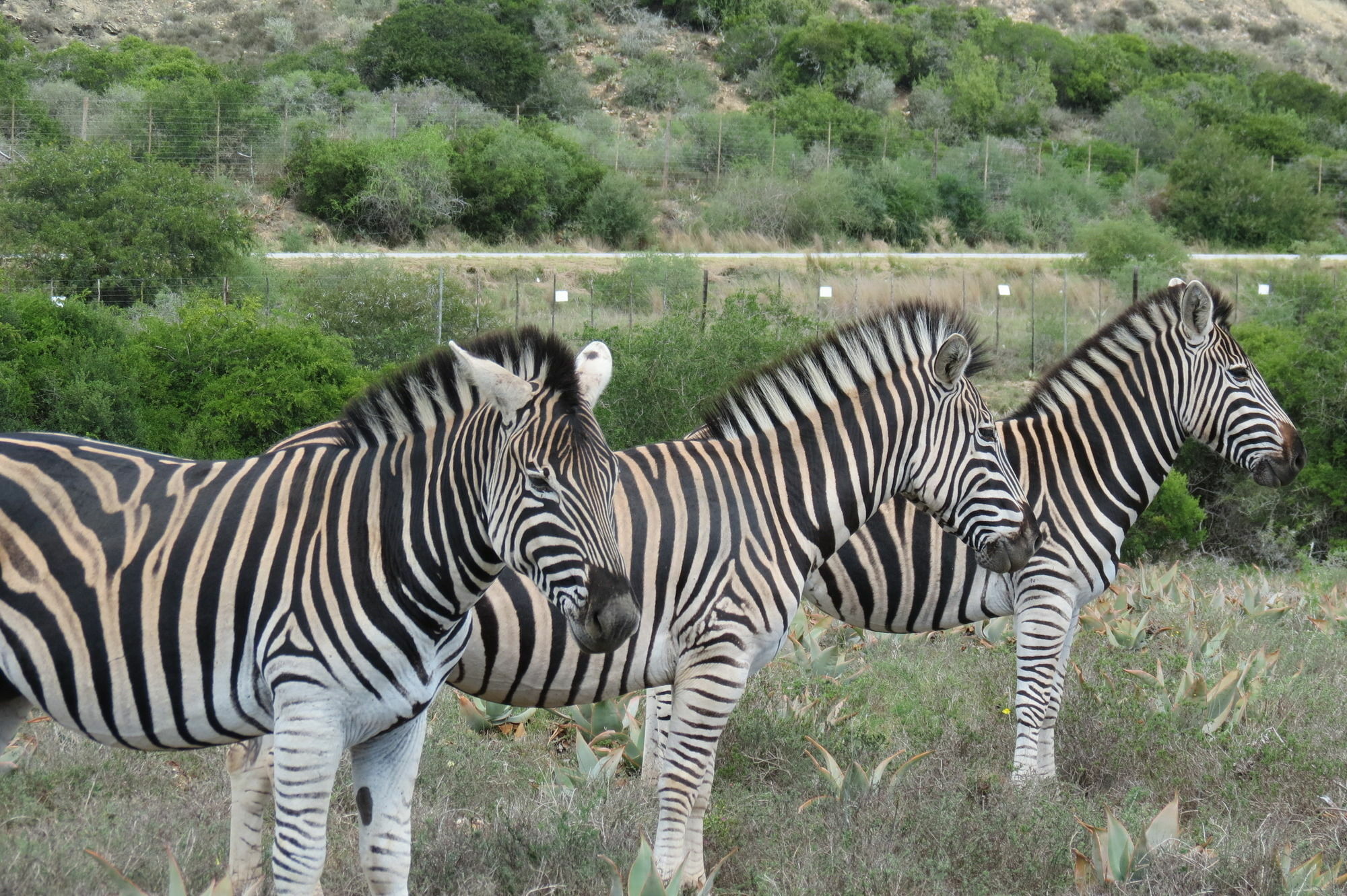 Kudu Ridge Game Lodge Addo Exteriér fotografie